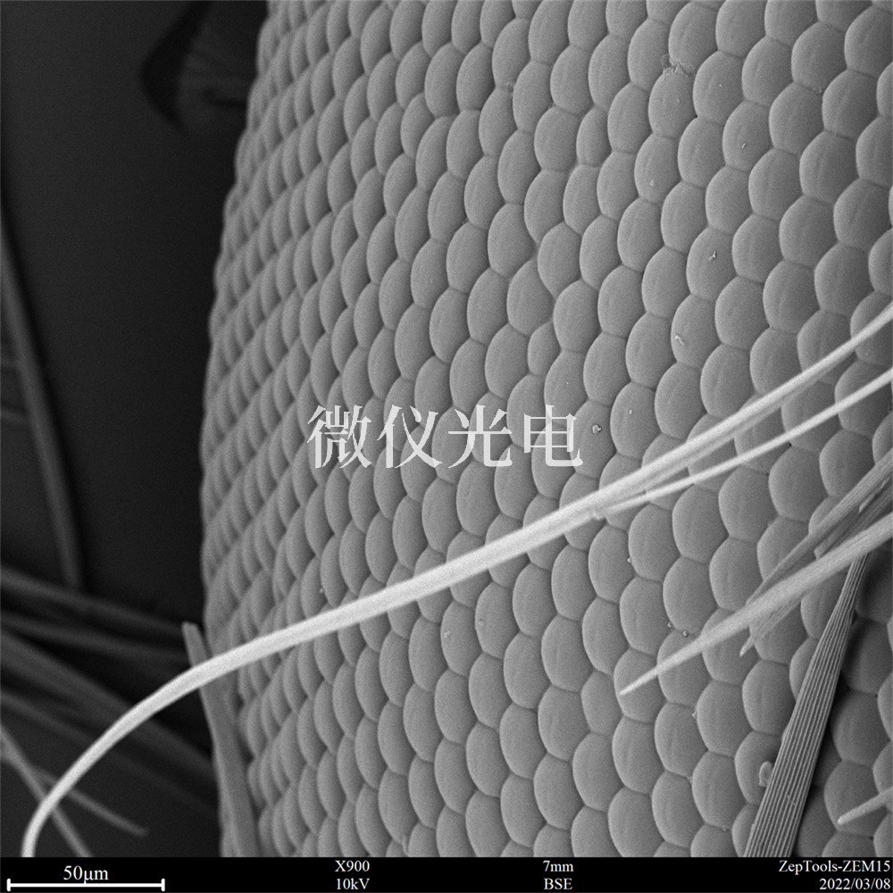 掃描電鏡有沒有什么局限性？